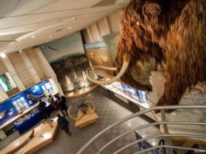 Власти Якутии: всемирный центр мамонта поможет централизовать работу ученых