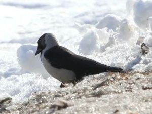 В Якутии заметили редкую для республики птицу