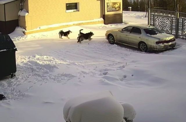 Подробности гибели мужчины в Серебряном Бору