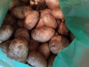 В Якутске под видом египетского картофеля продают амурский сорт