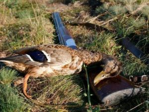 Началась выдача разрешения на добычу водоплавающей и боровой дичи в Якутии на сезон охоты 2023-2024 годы