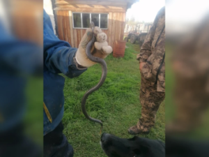 Фотофакт: в Якутии ядовитая змея заползла прямо в центр села