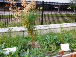 Посадили и забыли? В Якутске гибнут зеленые насаждения