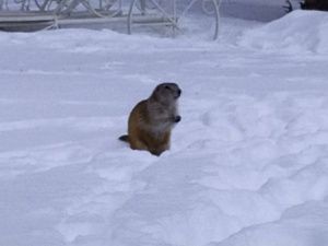 Весна! Якутские суслики вышли из нор