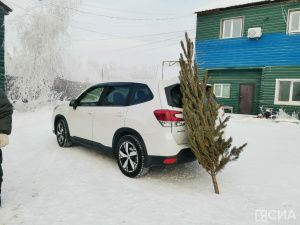 «Пышные или миниатюрные»: в Якутске началась продажа живых елей и сосен к Новому году