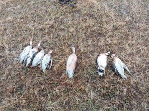 В Якутии браконьер убил редких уток, занесённых в Красную книгу