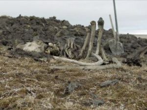 Обнаруженного в Якутии мамонта могли убить предки американских индейцев