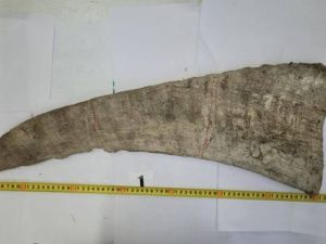 Житель КНР пытался вывезти из Якутии рога шерстистого носорога стоимостью более 5 млн рублей