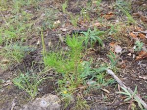 На территории Якутии в этом году планируют восстановить 180 тысяч га леса