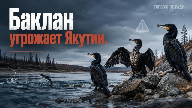 Баклан угрожает Якутии