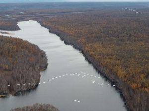 Якутские учёные зафиксировали осенний пролёт рекордного количества краснокнижных стерхов
