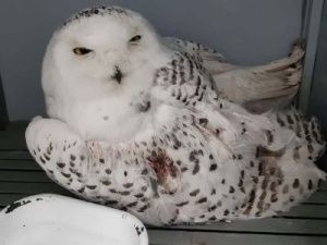В центре Якутска неизвестные жестоко покалечили полярную сову 