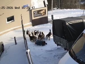 Почему агрессивные бродячие собаки — хозяева Нерюнгри?