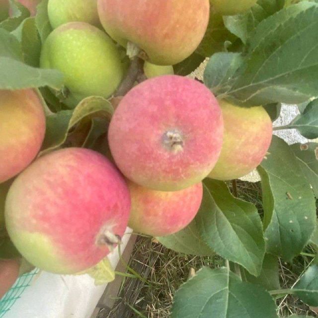 Невероятный фотофакт: В Якутии поспевают яблоки!