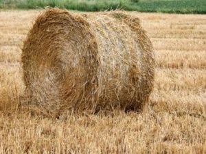 В Якутии план заготовки сена выполнен на 95%