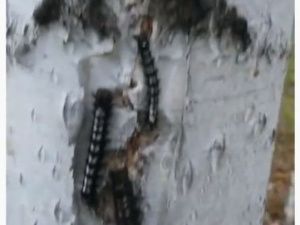 Лес под Якутском кишит огромными гусеницами