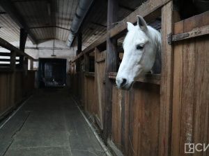 Лошади клуба «Золотая подкова» в Мархе могут не пережить эту зиму