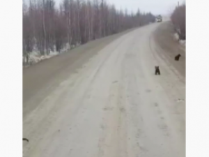 В Якутии медведица с тремя медвежатами вышла на трассу