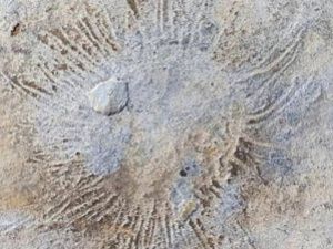 В Якутии найдены ископаемые организмы, обитавшие на Земле более 500 млн лет назад