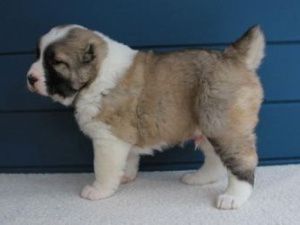 Житель Якутии выбросил с четвертого этажа щенка, который мешал ему отдыхать