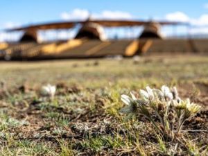 В местности Үс Хатыҥ идет подготовка к празднованию «Ысыаха Туймаады-2024»