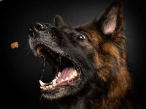 11-летнего мальчика укусила бродячая собака: С администрации Вилюйска и школы суд взыскал 20 тысяч рублей