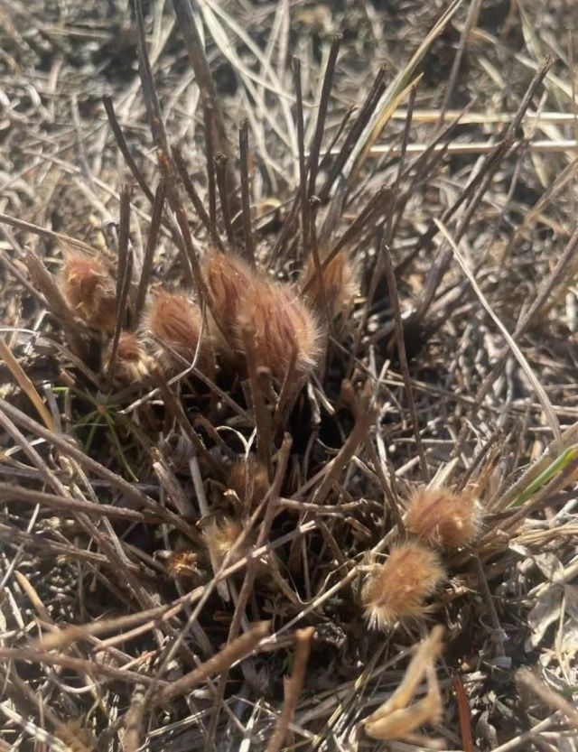 В селе Черкёх у музея расцвели первые подснежники