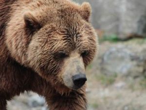 В Якутии медведи преследовали молодых сенокосчиков до самого поселка! Хищников удалось отогнать только с помощью выстрелов