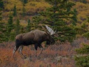 В Якутии пройдет повторная жеребьевка по распределению разрешений на охоту