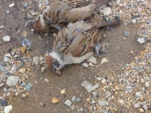 Массовая гибель воробьев в Якутске, скорее всего, связана с отравлением