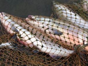 В Якутии родовая община незаконно продавала разрешения на вылов рыбы