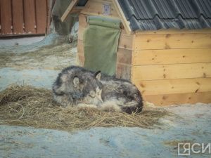 В мэрии Якутска напомнили о правилах содержания домашних животных и ответственности за нарушения