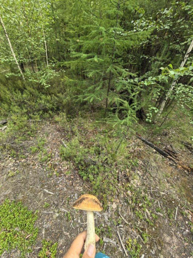 В Якутске нашлась заблудившаяся в лесу 73-летняя женщина