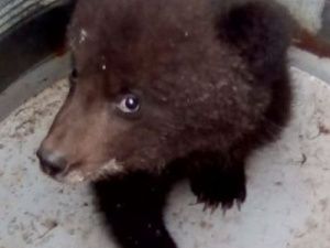 Житель Якутии спас медвежонка, которого прибило к берегу на льдине