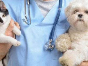 Перенесены даты проведения бесплатной вакцинации собак и кошек против бешенства