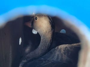 В Якутии мужчина перевез 59 подсадных уток без ветеринарных документов из областей, где может быть птичий грипп