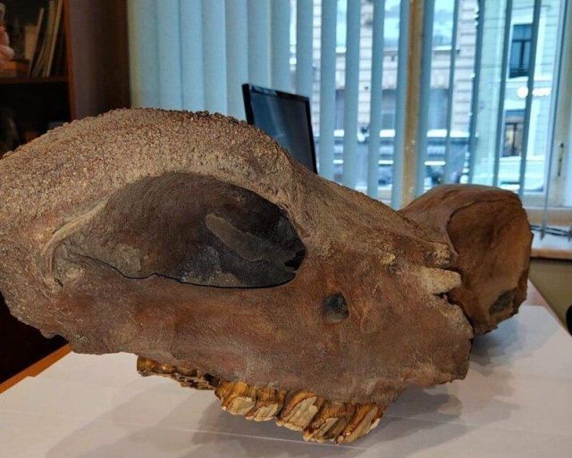 Череп древнего носорога пытались вывезти из Якутии в США