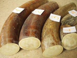 Двоих мужчин осудили за контрабанду бивней мамонта из Якутии