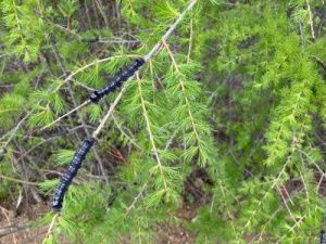 В Якутске и двух улусах начали обрабатывать лес от шелкопряда