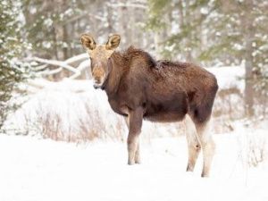 ЭКОЛОГИ НАШЛИ РАНЕНУЮ ЛОСИХУ! Воздушные стрелки не успели добить животное