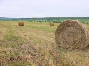 В Якутии план по заготовке сена выполнен на 97%