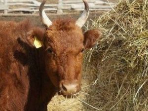 Мужчина украл у односельчанина корову и забил ее