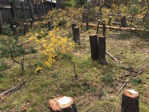 Мэрия выявила незаконную вырубку сосен на Сергеляхском шоссе. Нарушителю грозит штраф в полмиллиона рублей