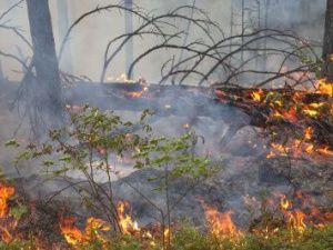 Установлено денежное вознаграждение за содействие в выявлении виновников в возникновении лесных пожаров на территории республики