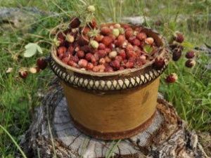 В Амгинском улусе бюджетников обязали собирать дикоросы