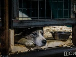 Бригады по отлову поймали 67 безнадзорных собак в Якутске за неделю