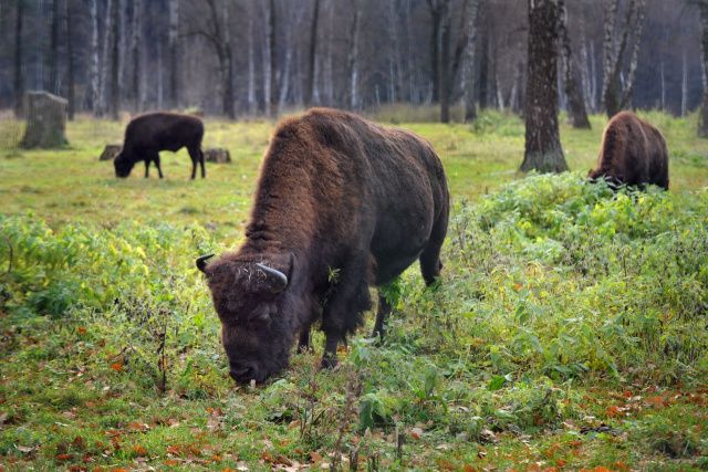 Лесных бизонов расселят в Якутии на новые территории