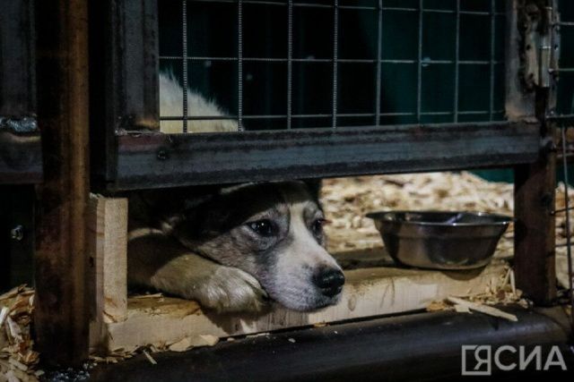 Бригады по отлову поймали 67 безнадзорных собак в Якутске за неделю