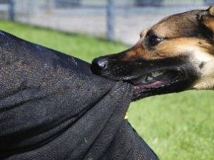 Мэрия Якутска: людей чаще кусают хозяйские собаки