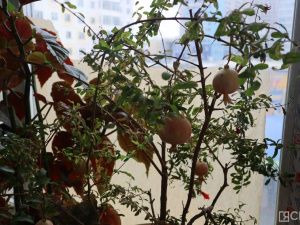 На Крестьянском рынке Якутска вырастили гранат